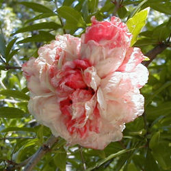 Granada con flores bicolores 'Mme Legrelle'